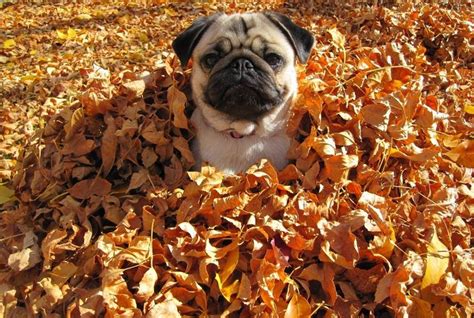 Pug Wallpaper, Screensaver, Background. Pug Fall | PUG WALLPAPER ...