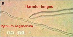 Nail fungus cure - Pythium oligandrum cures all skin fungi