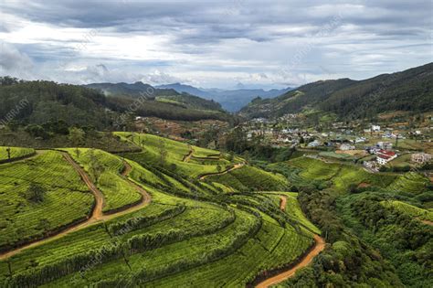 Aerial view of tea plantation landscape, Sri Lanka - Stock Image - F040 ...