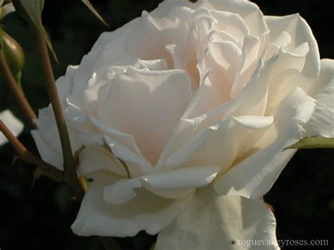 Puerto Rico – Rogue Valley Roses