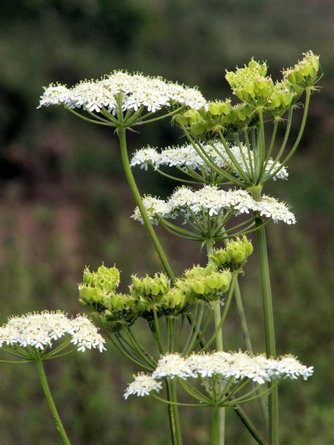 Anis vert : une plante aromatique au goût unique