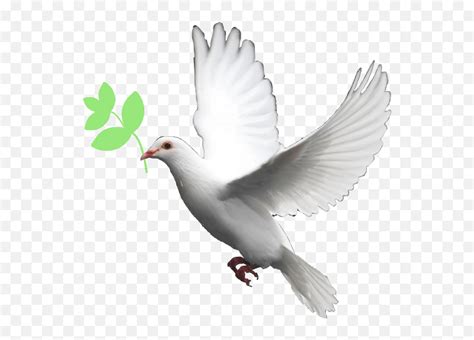 Pigeon Pigion Adil Adilawaisraza - White Dove Transparent Background Emoji,Pigeon Emoji - free ...