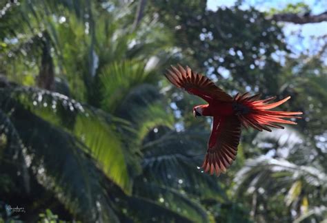 Corcovado National Park