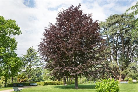 Fagus Sylvatica Purpurea 'Copper Beech' 10-12cm Girth, Height 3.5 - 4 – Screen It Green