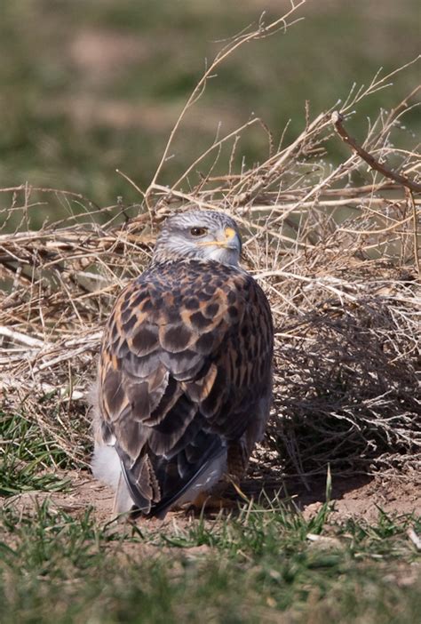 Ferruginous Hawk (Buteo regalis)