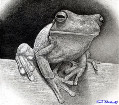 How to Draw a Realistic Frog, White-Lipped Tree Frog, Step by Step, fresh water animals, Animals ...