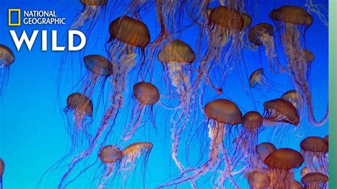 Jellyfish 101 | Nat Geo Wild - YouTube