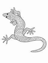 Lizard coloring Pages For Adults sketch template