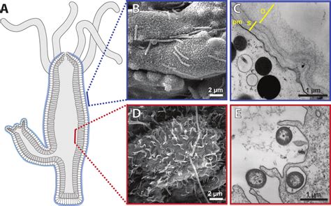 (A) Schematic longitudinal section of a Hydra polyp indicating the ...