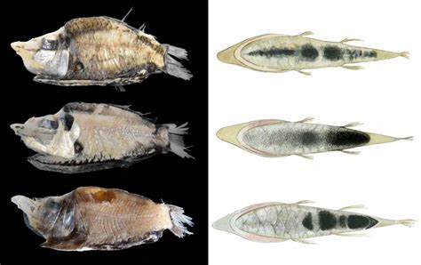 Two new species of glowing spook fish discovered