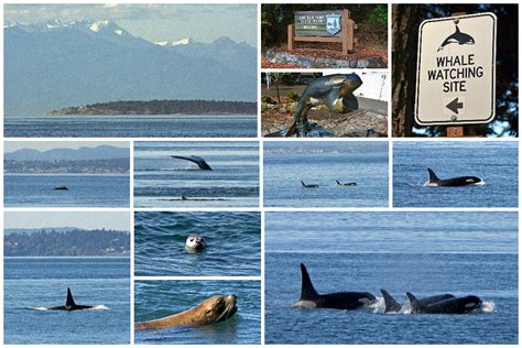 San Juan Island Whale Watching: Orcas in the Wild