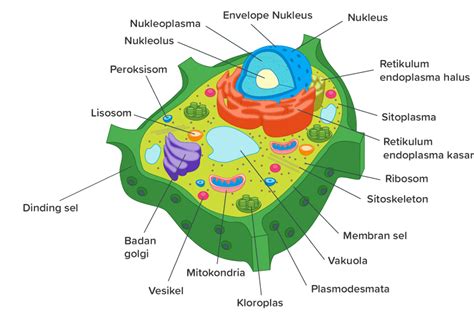 Gambar Struktur Sel Tumbuhan Beserta Keterangannya - IMAGESEE