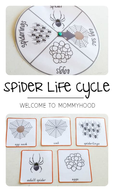 Spider life cycle activities for Montessori inspired activities | Charlottes web activities ...