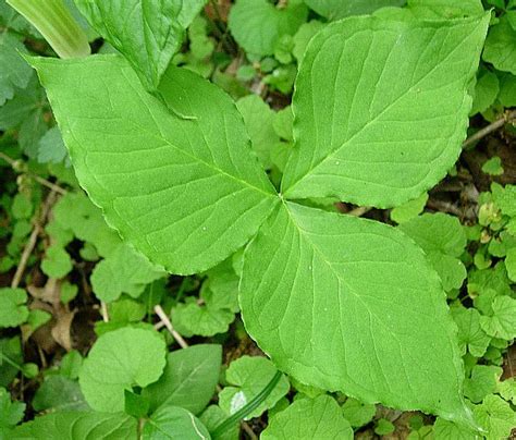 Jack-in-the-Pulpit(leaf) | Plant leaves, Leaves, Plants