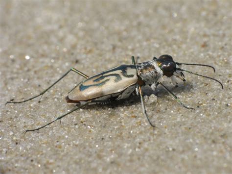 Maryland Biodiversity Project - Eastern Beach Tiger Beetle (media ...