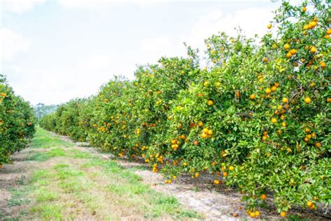 Florida Department of Citrus - Production Is Up a Bit, But "Nowhere Near Where We Once Were" | WQCS