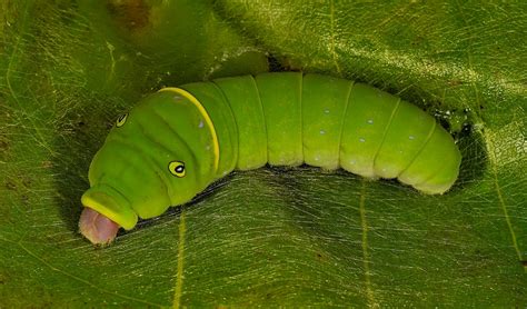 Maryland Biodiversity Project - Eastern Tiger Swallowtail (Pterourus glaucus)