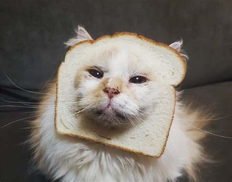 Cat Breading Is Taking Over The Internet (And Annoying Felines Worldwide) - Indie88