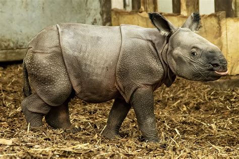 Endangered Indian rhinoceros baby is born in zoo in Poland | AP News