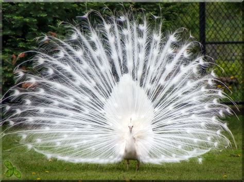 Albino Peacocks : r/pics