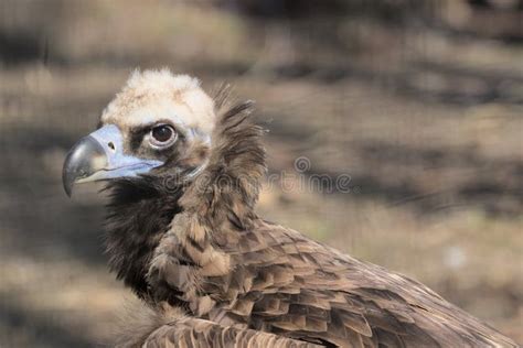 Vulture Close-up Facing Left Stock Photo - Image of close, flying: 73009154