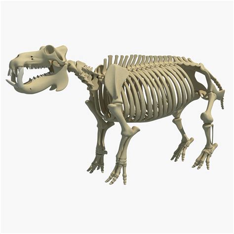 3dsmax hippopotamus river horse skeleton