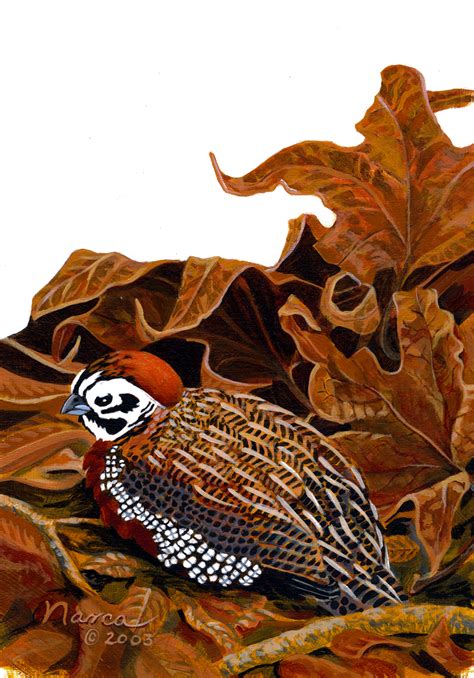 Montezuma Quail male – Art & Other Adventures with Narca