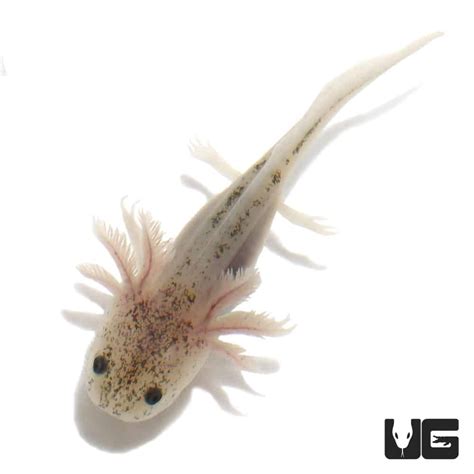 Leucistic Axolotls For Sale - Underground Reptiles