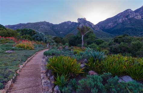 Kirstenbosch National Botanical Garden | Most beautiful gardens, National botanical gardens ...