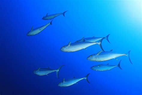 Indian Ocean Tuna Fishery Achieves MSC Certification | Fish Focus