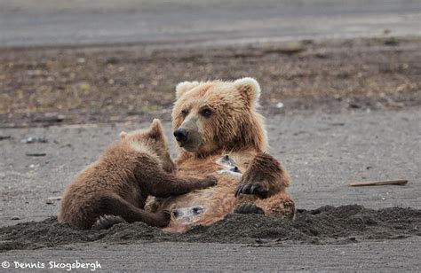 6873 Kodiak Bear Cub Feeding, Katmai National Park, Alaska - Dennis Skogsbergh PhotographyDennis ...