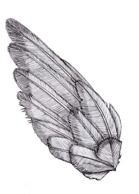 16 best Birds & Feathers images on Pinterest | Feather, Feathers and Bird sketch