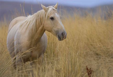 American Quarter Horse Breed Profile