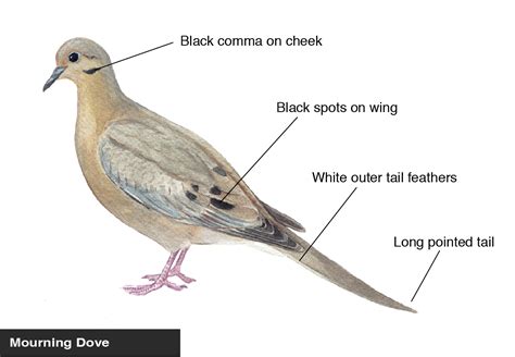 Mourning Dove identification diagram | Bird Academy • The Cornell Lab