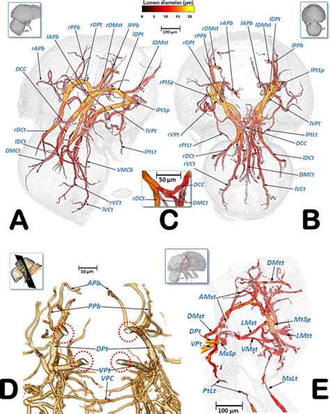 Volume-rendered images of the cephalic and prothoracic tracheal system ...