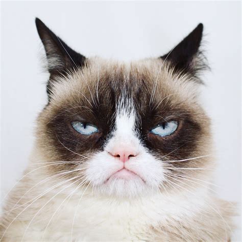 Grumpy Cat on Twitter | Grumpy cat, Grumpy cat meme, Funny cat fails