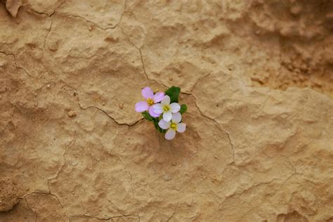 Flowers Growing on Arid Soil · Free Stock Photo