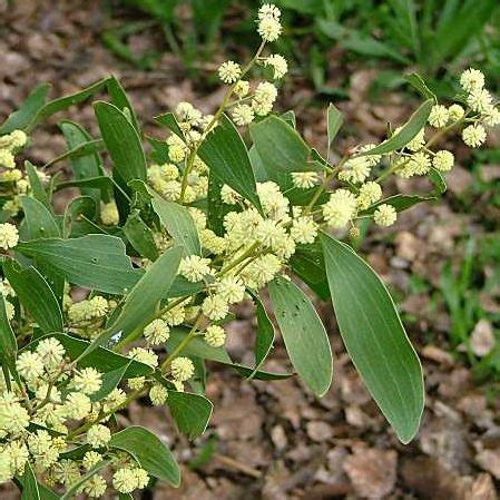 Acacia melanoxylon - Blackwood seed x30 - Ole Lantana's Seed Store