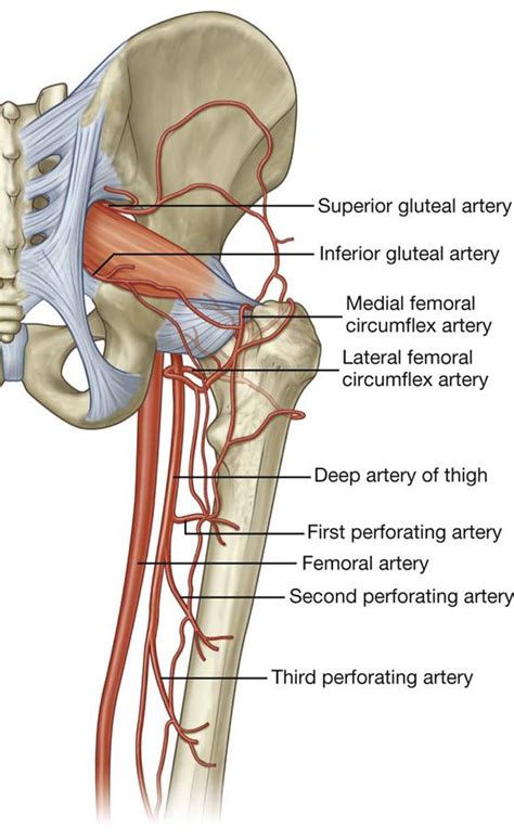 Arteries of the hip and gluteal region | Anatomy, Basic anatomy and physiology, Health and ...