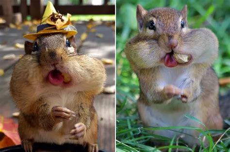 That's some cheek! Snaps of squirrels stuffing their faces with nuts ...