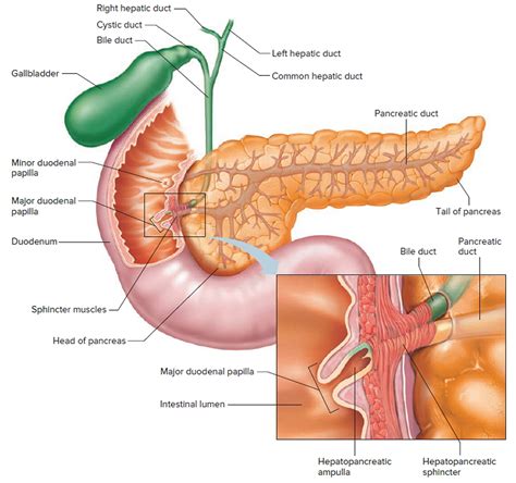 Gallbladder - Location and Function of Gallbladder