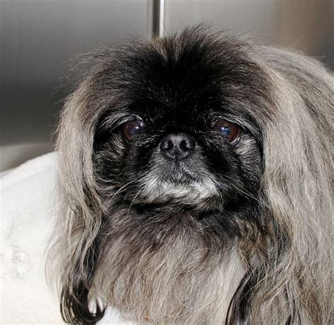 Pekingese grooming tips - Sharda'sDog World