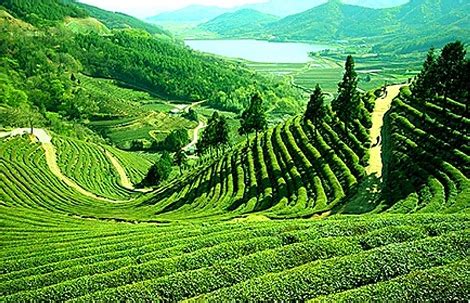 Happy valley tea estate - second oldest in Darjeeling