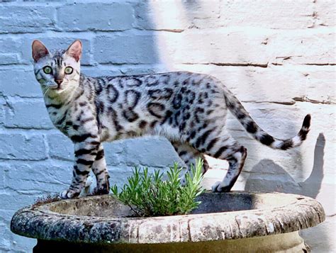 Silver Bengal Cat 101: Facts, Temperament, Care & More Info