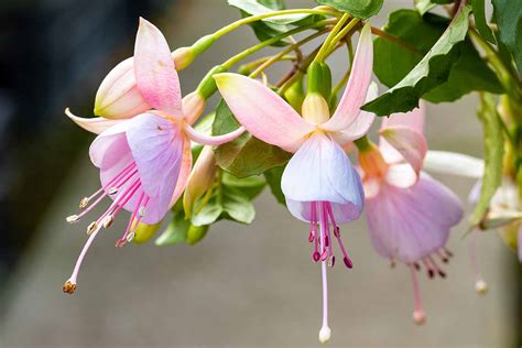 How to Identify and Manage 3 Common Fuchsia Diseases