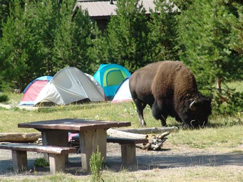 Madison Campground | Yellowstone National Park Lodges