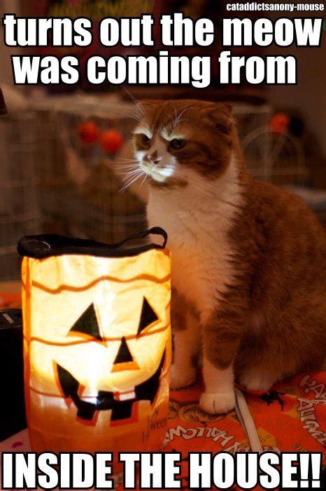 lol cat | Funny halloween memes, Scary cat, Halloween funny