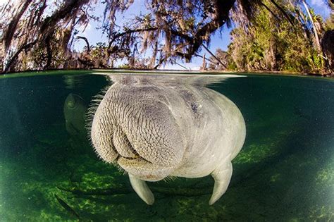 Manatee Facts: Part 3 - Kobee Manatee