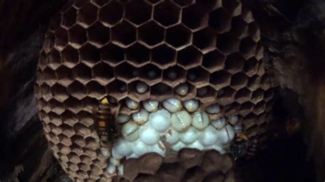 INSIDE A NEST OF MURDER HORNETS WITH SOUNDS - YouTube