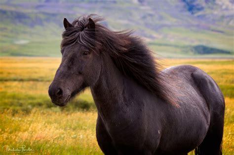 Icelandic Horse: The Icelandic Horse is one of the most beautiful and purest breeds of horse in ...